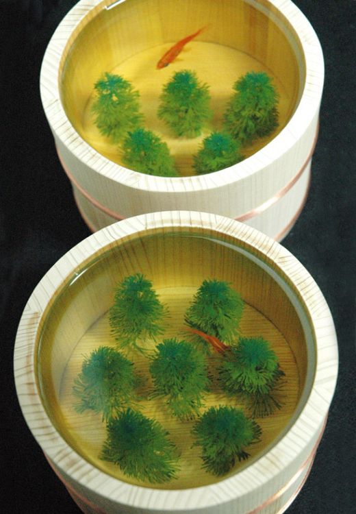 http://www.aryse.org/wp-content/gallery/riusuke-fukahori/riusuke_fukahori_-goldfish_5.jpg